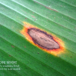 কলার কর্ডানা দাগ রোগ